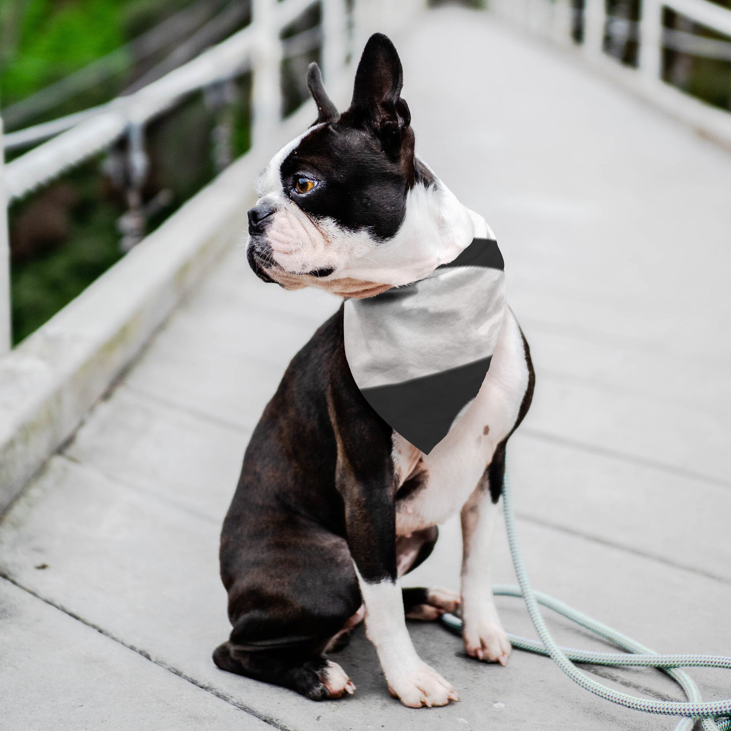 Snorkel Pig Pet bandana